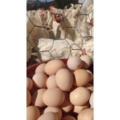Hatay Köy Yumurtası Organik