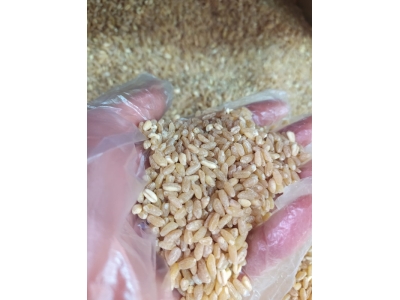 Karacadağ Aşurelik Buğday (500 Gr)